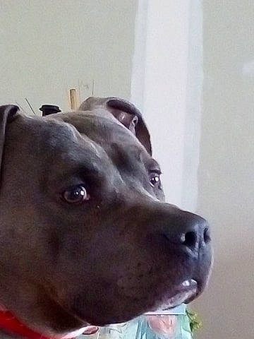 Falcko participe au concours pour gagner de l'argent avec cette photo : american_pit_bull_terrier, american_staffordshire_terrier, canidae, carnivore, dog, dog_breed, ear, eye, fawn, great_dane, guard_dog, mammal, non_sporting_group, nose, pit_bull, snout, sporting_group, whiskers