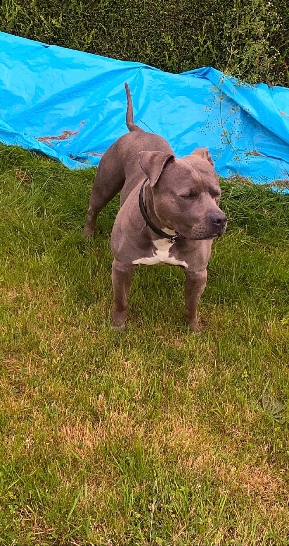 Falcko a rejoint le concours — aidez-le/la à gagner de superbes lots ! american_pit_bull_terrier, american_staffordshire_terrier, canidae, carnivore, dog, dog_breed, fawn, grass, mammal, molosser, non_sporting_group, pit_bull, sporting_group, staffordshire_bull_terrier, thai_ridgeback, vertebrate, weimaraner