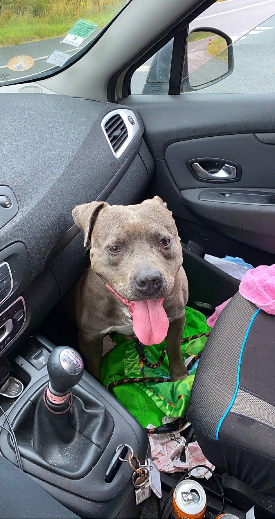 Falcko a rejoint le concours — aidez-le/la à gagner de superbes lots ! auto_part, canidae, car, car_seat, carnivore, companion_dog, dog, dog_breed, driving, family_car, hatchback, non_sporting_group, snout, sporting_group, steering_wheel, vehicle, vehicle_door