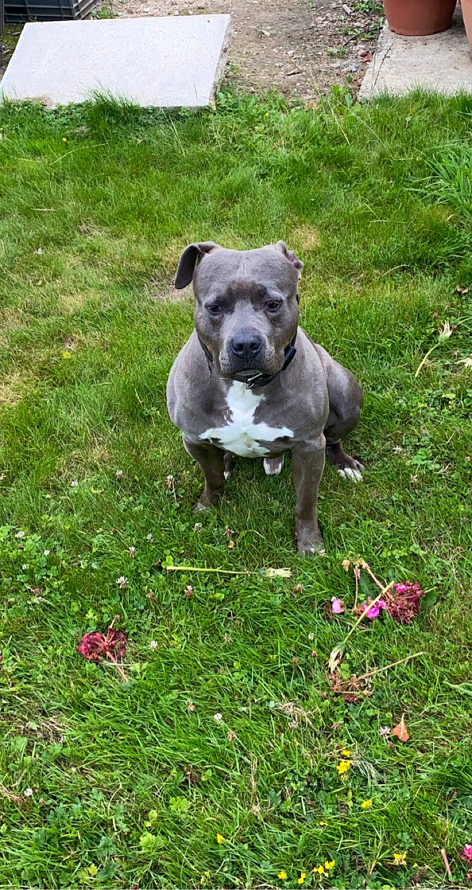 Falcko a rejoint le concours — aidez-le/la à gagner de superbes lots ! american_bulldog, american_pit_bull_terrier, american_staffordshire_terrier, canidae, carnivore, companion_dog, dog, dog_breed, fawn, grass, mammal, molosser, non_sporting_group, pit_bull, plant, rare_breed_dog, snout, sporting_group, staffordshire_bull_terrier, vertebrate