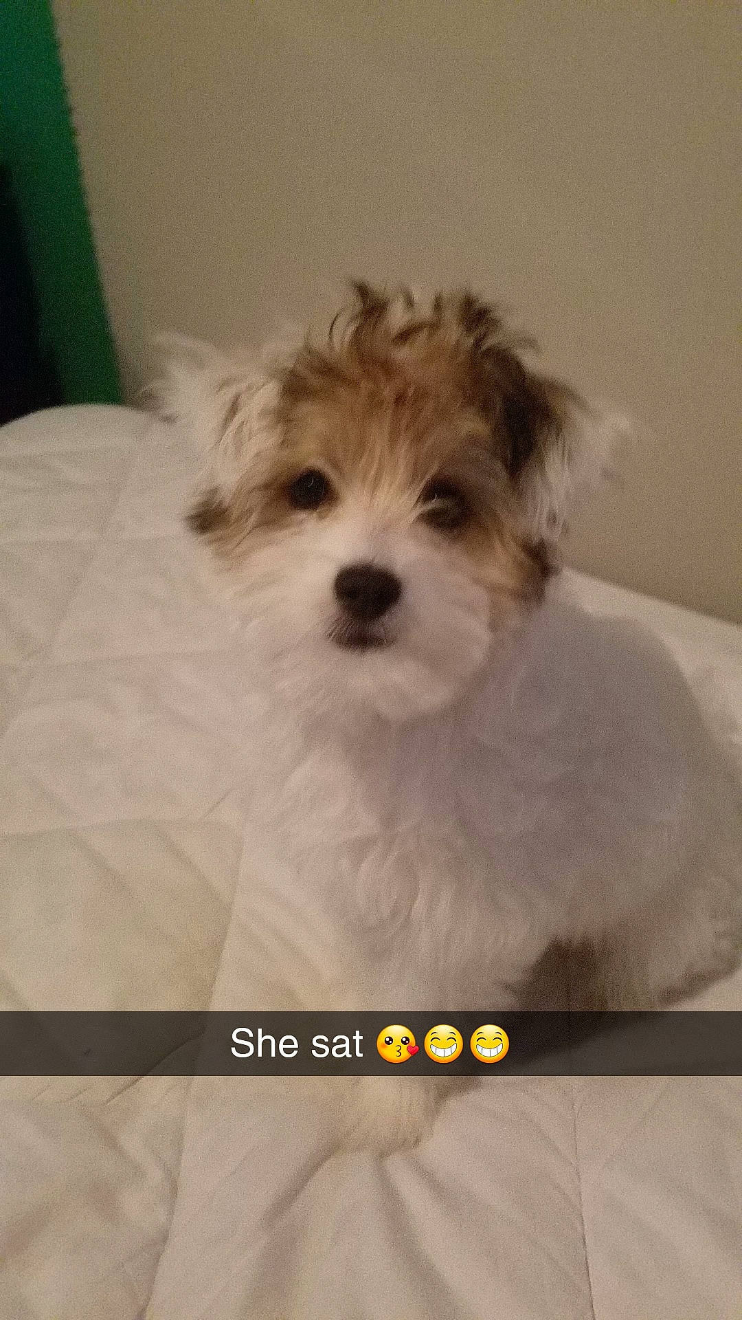 Juliet is registered to the contest to win money with this photo: bichon, bolonka, canidae, carnivore, cavachon, chinese_imperial_dog, companion_dog, dog, dog_breed, havanese, kyi_leo, mal_shi, maltepoo, maltese, mammal, morkie, puppy, schnoodle, shih_tzu, vertebrate