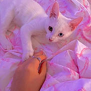 Jasper is registered to the contest to win money with this photo: cat, kitten, white_cat, heterochromia, blue_eye, green_eye, hand, ring, blanket, pink, floral_pattern, bed, cute, pet, animal, indoor, soft_lighting, cozy, resting, touch