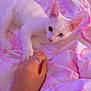 cat, kitten, white_cat, heterochromia, blue_eye, green_eye, hand, ring, blanket, pink, floral_pattern, bed, cute, pet, animal, indoor, soft_lighting, cozy, resting, touch