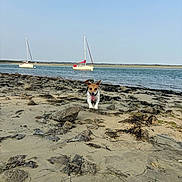 Vodka participe au concours pour gagner de l'argent avec cette photo : dog, beach, sand, seaweed, rocks, water, sailboat, sky, outdoor, animal, pet, running, happy, coast, shore, nature, daytime, canine, recreation, vacation
