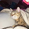 cat, tabby, blanket, bed, indoor, feline, fur, pet, resting, cozy, animal, mammal, whiskers, cute, domestic, sleepy, comfort, warm, furniture, television
