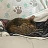 Mango joined the competition — help win amazing prizes! cat, tabby_cat, sleeping, blanket, paw_print, cozy, indoor, pet, fur, resting, soft, comfort, animal, bed, pattern, cute, domestic, warm, relaxing, feline