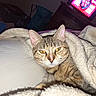 cat, tabby, blanket, indoor, cozy, feline, pet, resting, yellow_eyes, soft_texture, bed, warm, fur, closeup, domestic_animal, relaxed, nighttime, television, furniture, living_room