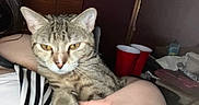 Mango is registered to the contest to win money with this photo: cat, tabby_cat, pet, indoor, person, arm, striped_clothing, red_cups, furniture, close_up, animal, domestic_cat, holding, resting, yellow_eyes, whiskers, cute, feline, household, relaxed