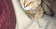 Mango is registered to the contest to win money with this photo: animal, blanket, cat, clothing, comfort, companion, cozy, ears, eyes, feline, fur, human, indoor, maroon, pet, resting, sleepy, soft_texture, tabby_cat, whiskers