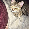 Mango is registered to the contest to win money with this photo: cat, tabby_cat, pet, animal, feline, blanket, cozy, indoor, fur, whiskers, ears, eyes, resting, sleepy, soft_texture, human, clothing, maroon, comfort, companion