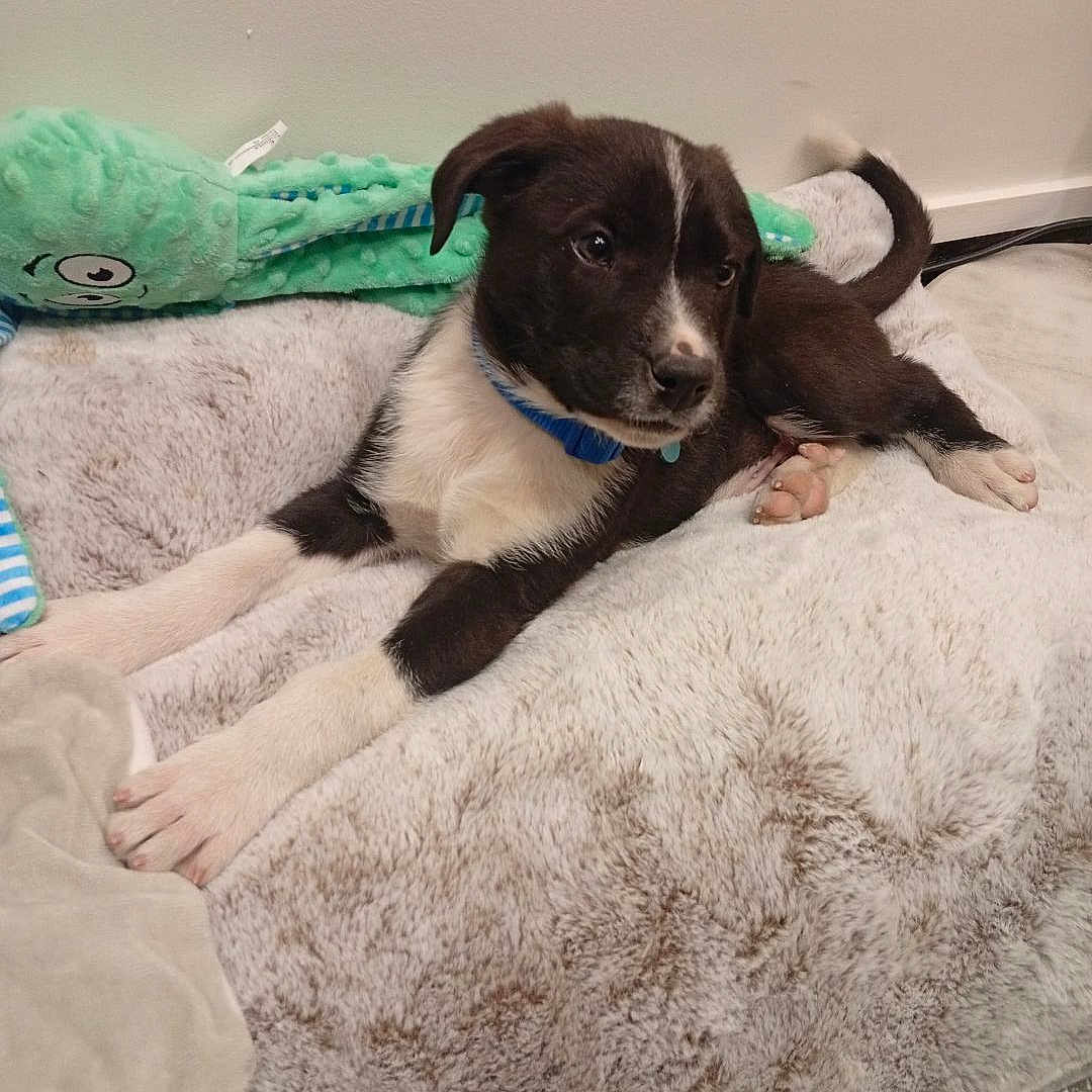 Baïko a rejoint le concours — aidez-le/la à gagner de superbes lots ! puppy, dog, black_and_white, collar, bed, plush_toy, indoor, floor, curious, pet, animal, cute, furry, lying_down, cozy, young, domestic_animal, resting, soft, toy