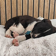 Baïko participe au concours pour gagner de l'argent avec cette photo : puppy, dog, sleeping, black_and_white, collar, blue_tag, fluffy_blanket, cozy, indoor, wooden_headboard, cute, pet, animal, resting, fur, paw, nose, young_dog, peaceful, bed