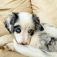 Moony a rejoint le concours — aidez-le/la à gagner de superbes lots ! puppy, dog, canine, blue_eyes, heterochromia, fluffy, white_fur, black_markings, lying_down, curled_up, sleepy, cute, portrait, close_up, paws, tail, leather_couch, indoor, pet, animal