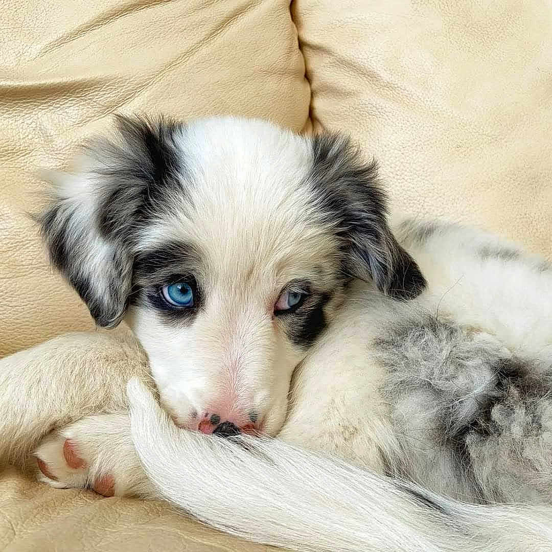 Moony a rejoint le concours — aidez-le/la à gagner de superbes lots ! puppy, dog, canine, blue_eyes, heterochromia, fluffy, white_fur, black_markings, lying_down, curled_up, sleepy, cute, portrait, close_up, paws, tail, leather_couch, indoor, pet, animal
