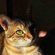 Soussou a rejoint le concours — aidez-le/la à gagner de superbes lots ! cat, tabby_cat, close_up, green_eyes, sunlight, shadow, fur, pet, animal, whiskers, ears, portrait, indoor, relaxed, cute, feline, mammal, striped, domestic_cat, animal_portrait