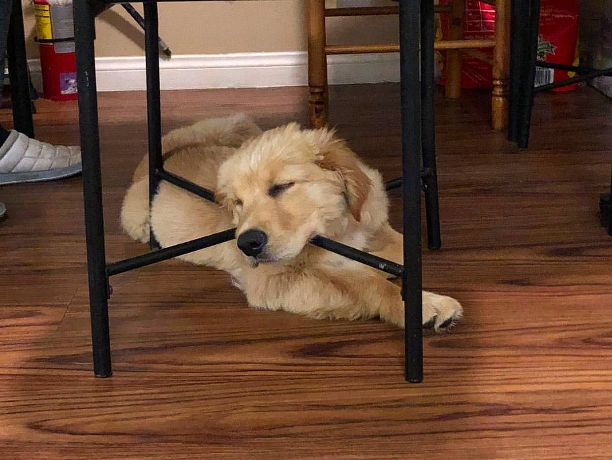 Peanut joined the competition — help win amazing prizes! canidae, carnivore, cavachon, cockapoo, companion_dog, dog, dog_breed, floor, flooring, golden_retriever, goldendoodle, hardwood, labradoodle, puppy, retriever, sporting_group, wood, wood_flooring