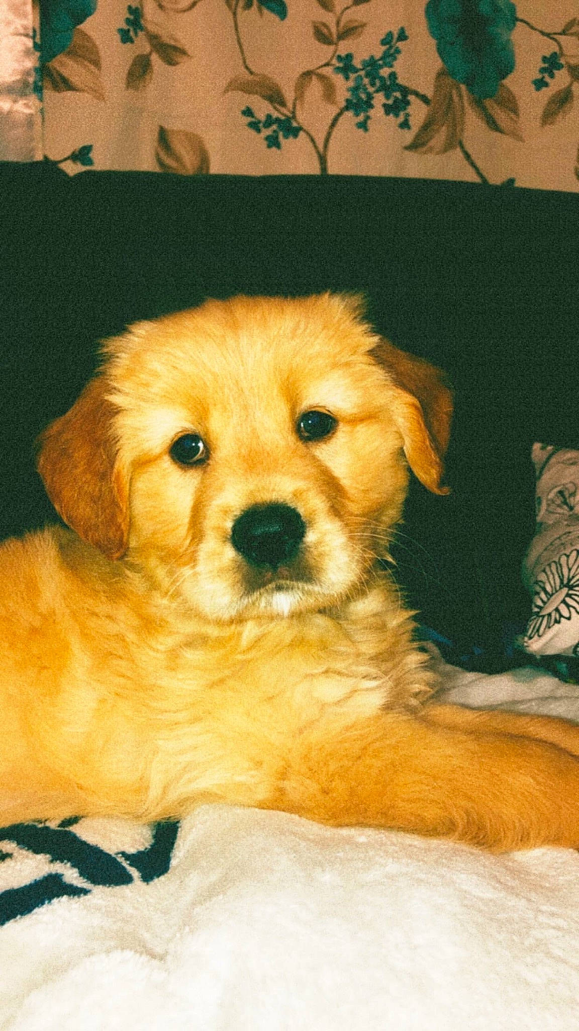 Peanut joined the competition — help win amazing prizes! beagador, canidae, carnivore, companion_dog, dog, dog_breed, fawn, golden_retriever, hovawart, mammal, nose, puppy, rare_breed_dog, retriever, small_greek_domestic_dog, snout, sporting_group, vertebrate, whiskers