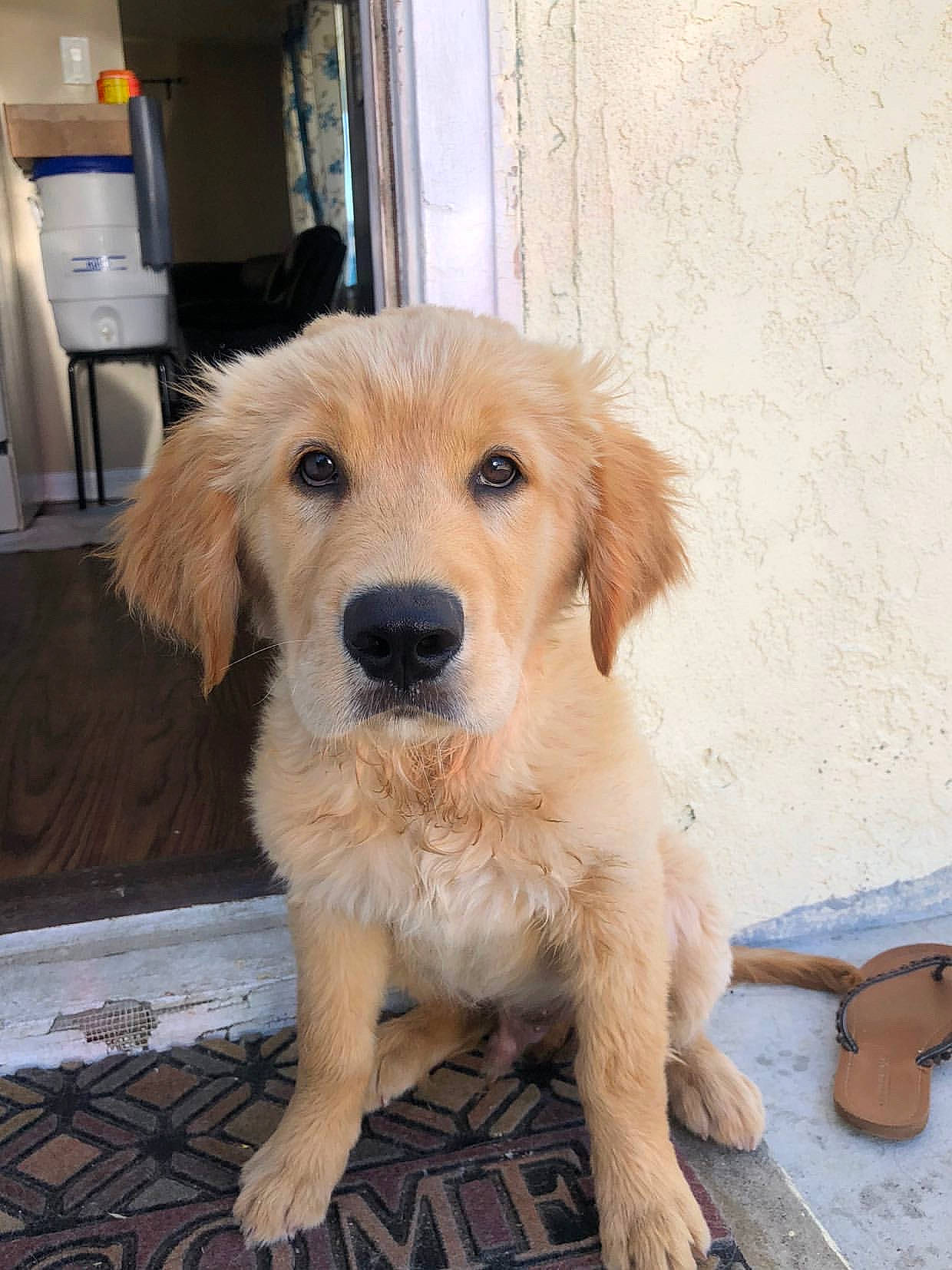 Peanut joined the competition — help win amazing prizes! beagador, canidae, carnivore, companion_dog, dog, dog_breed, fawn, golden_retriever, labrador_retriever, mammal, nose, puppy, rare_breed_dog, retriever, small_greek_domestic_dog, snout, sporting_group, vertebrate, whiskers