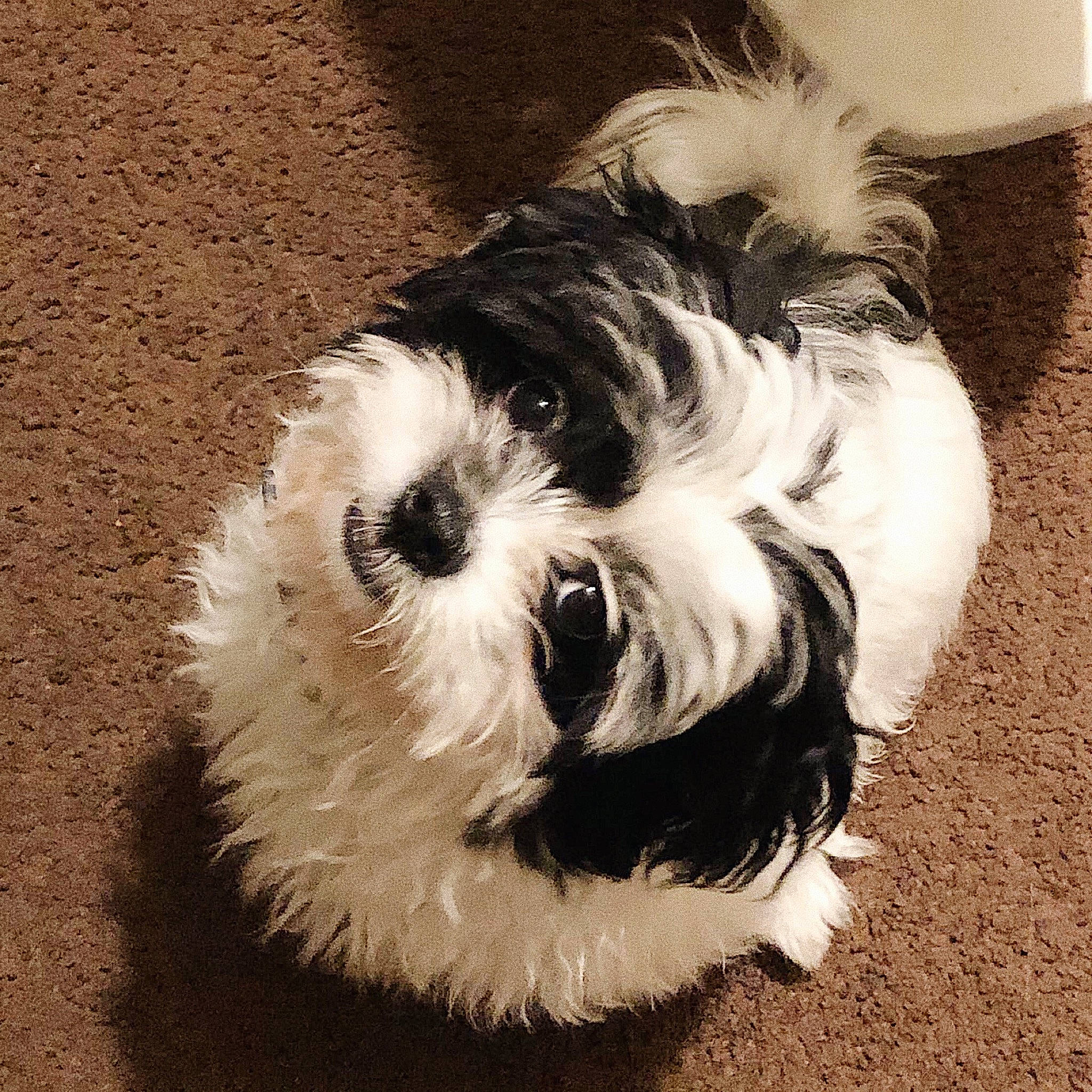 Oreo joined the competition — help win amazing prizes! canidae, carnivore, companion_dog, dog, dog_breed, ear, havanese, kyi_leo, maltepoo, mammal, miniature_schnauzer, petit_basset_griffon_vendeen, puppy, rare_breed_dog, shih_tzu, snout, sporting_lucas_terrier, tibetan_terrier, toy_dog, vertebrate