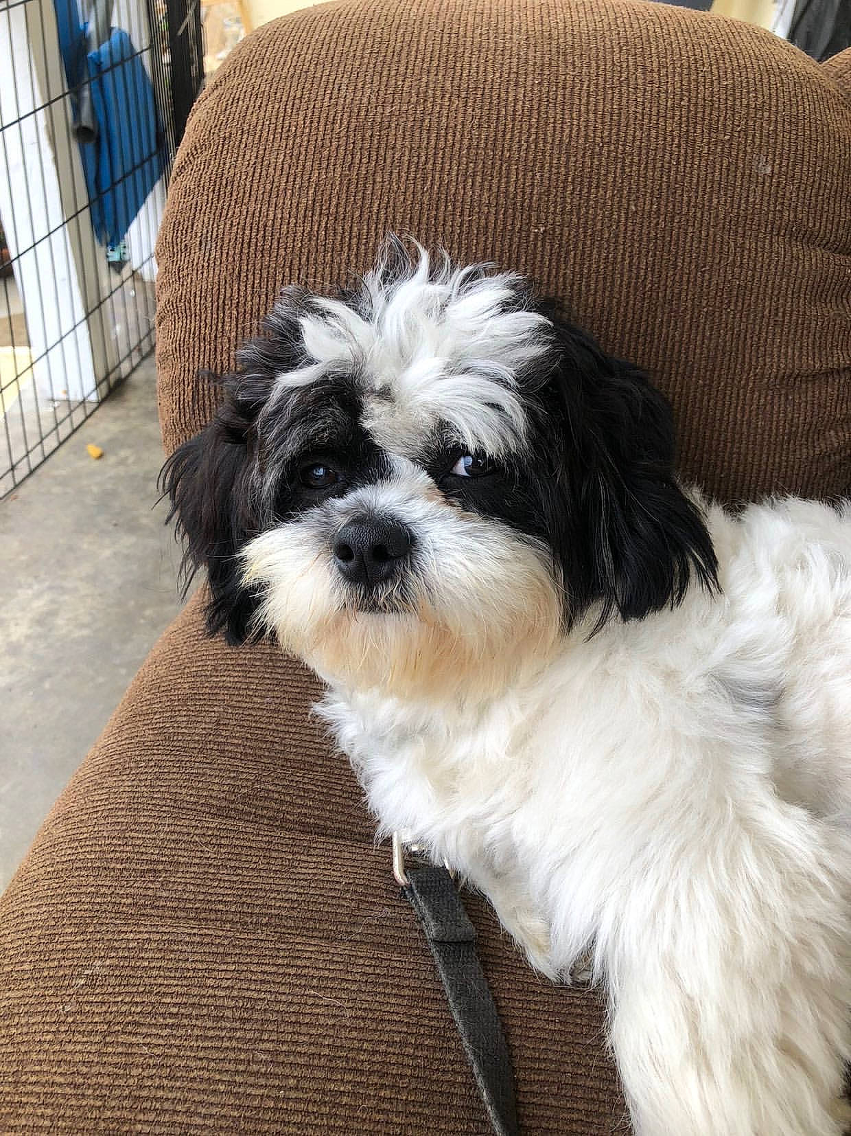 Oreo joined the competition — help win amazing prizes! bolonka, canidae, carnivore, cavapoo, chinese_imperial_dog, companion_dog, dog, dog_breed, havanese, kyi_leo, lowchen, mal_shi, maltepoo, mammal, morkie, puppy, shih_poo, shih_tzu, tibetan_terrier, vertebrate