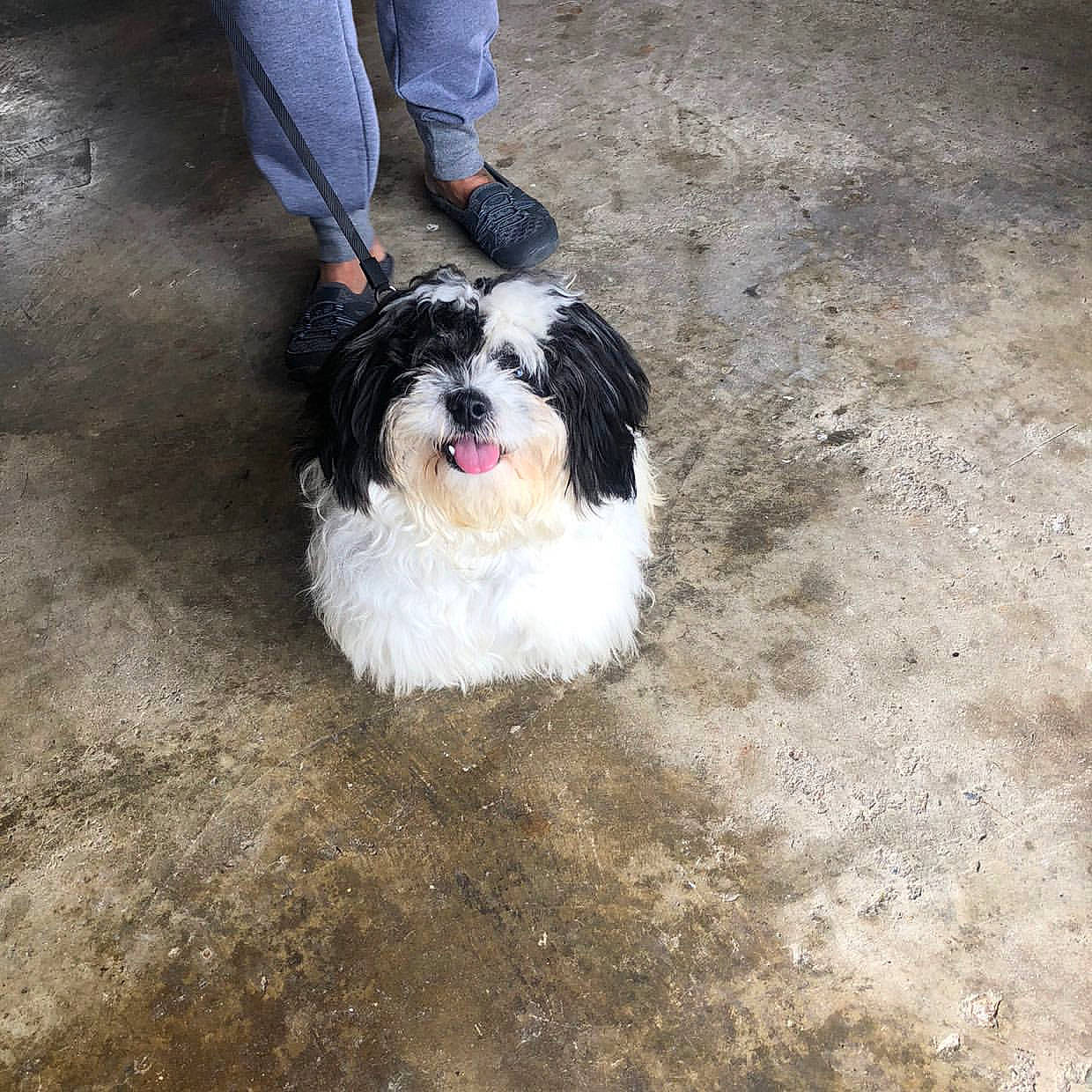 Oreo is registered to the contest to win money with this photo: canidae, carnivore, chinese_imperial_dog, companion_dog, dog, dog_breed, havanese, kyi_leo, lhasa_apso, mal_shi, maltepoo, mammal, puppy, rare_breed_dog, shih_poo, shih_tzu, sporting_group, tibetan_terrier, toy_dog, vertebrate