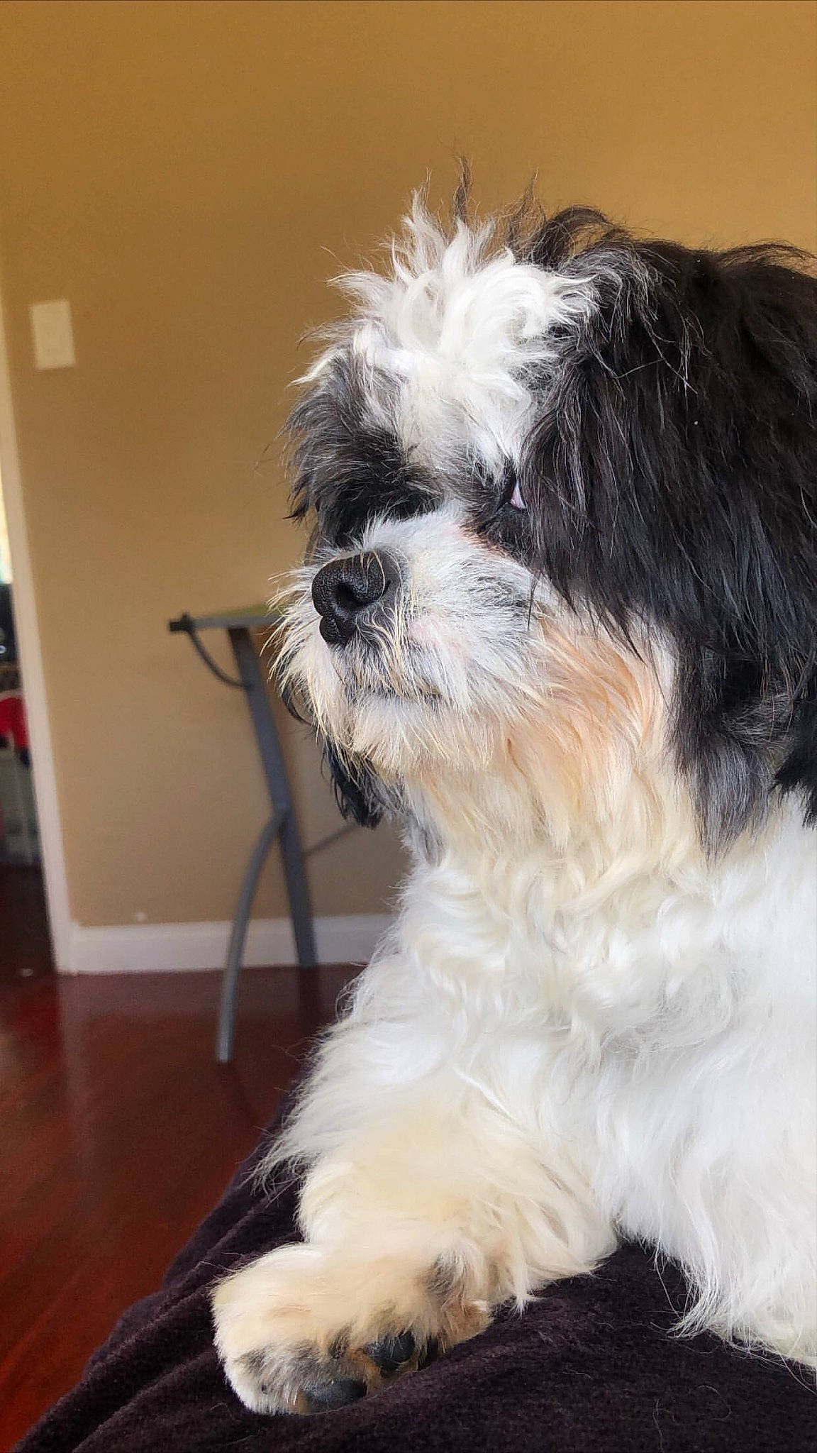 Oreo joined the competition — help win amazing prizes! canidae, carnivore, chinese_imperial_dog, companion_dog, dog, dog_breed, havanese, kyi_leo, lowchen, mal_shi, maltepoo, mammal, morkie, puppy, rare_breed_dog, shih_tzu, snout, tibetan_terrier, toy_dog, vertebrate