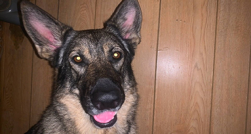 Zena is registered to the contest to win money with this photo: carnivore, companion_dog, dog, dog_breed, east_european_shepherd, fawn, fur, german_shepherd_dog, hardwood, herding_dog, king_shepherd, old_german_shepherd_dog, plank, snout, terrestrial_animal, whiskers, wood, wood_stain, working_animal, working_dog