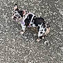 Oreo is registered to the contest to win money with this photo: dog, french_bulldog, spotted, pet, outdoor, sidewalk, concrete, harness, curious, animal, small_dog, ears_up, looking_up, walking, urban, ground, texture, daylight, canine, companion