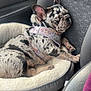 dog, french_bulldog, puppy, sleeping, car_seat, pet_bed, harness, black_and_white, spotted, cozy, resting, indoor, animal, canine, cute, nap, fur, paw, seat, vehicle