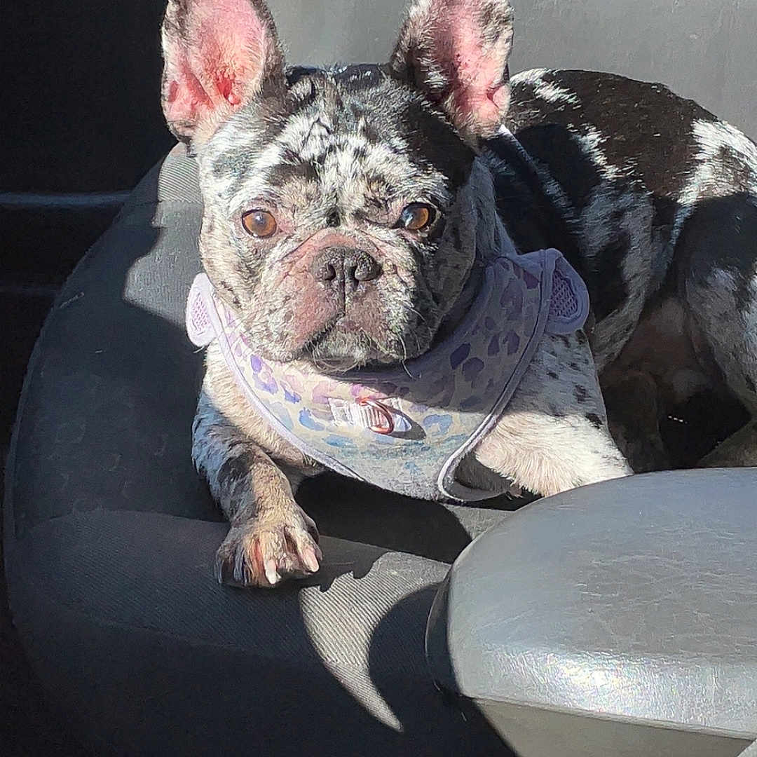 Oreo joined the competition — help win amazing prizes! animal, canine, car_interior, car_seat, closeup, dog, domestic_animal, ears_up, french_bulldog, harness, indoor, looking_at_camera, paw, pet, relaxed, resting, seatbelt_buckle, shadow, spotted, sunlight