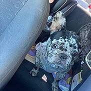 Oreo joined the competition — help win amazing prizes! dog, french_bulldog, car_interior, car_seat, dog_harness, blanket, animal, pet, back_seat, window, seat_cover, daylight, car_door, leash, vehicle, curious, standing, canine, travel, companion