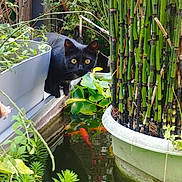 Patoune participe au concours pour gagner de l'argent avec cette photo : black_cat, pond, goldfish, green_plants, lily_pads, bamboo, garden, curious_cat, outdoor, nature, foliage, water, cat_peeking, potted_plants, orange_fish, wildlife, lush, animal, leafy, peaceful