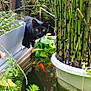 animal, bamboo, black_cat, cat_peeking, curious_cat, foliage, garden, goldfish, green_plants, leafy, lily_pads, lush, nature, orange_fish, outdoor, peaceful, pond, potted_plants, water, wildlife