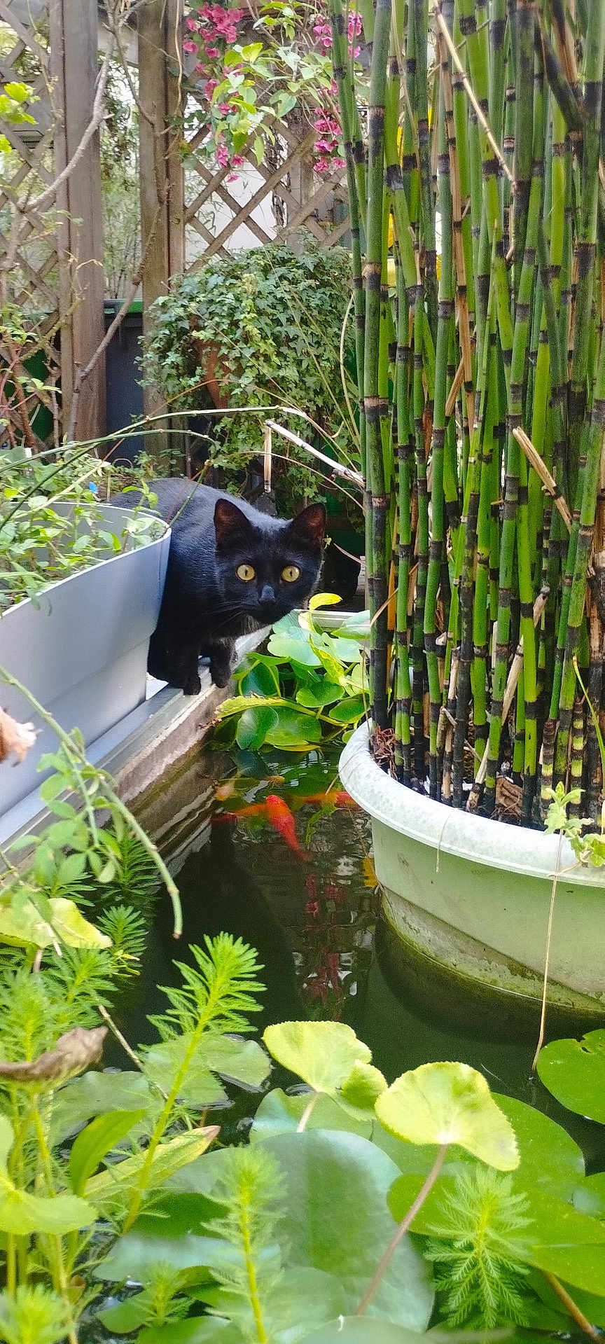 Patoune participe au concours pour gagner de l'argent avec cette photo : black_cat, pond, goldfish, green_plants, lily_pads, bamboo, garden, curious_cat, outdoor, nature, foliage, water, cat_peeking, potted_plants, orange_fish, wildlife, lush, animal, leafy, peaceful