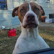 Moose joined the competition — help win amazing prizes! animal, backyard, canine, closeup, curious, daylight, dog, domestic, ears, face, fur, gas_can, grass, house, mammal, nose, outdoor, pet, portrait, window