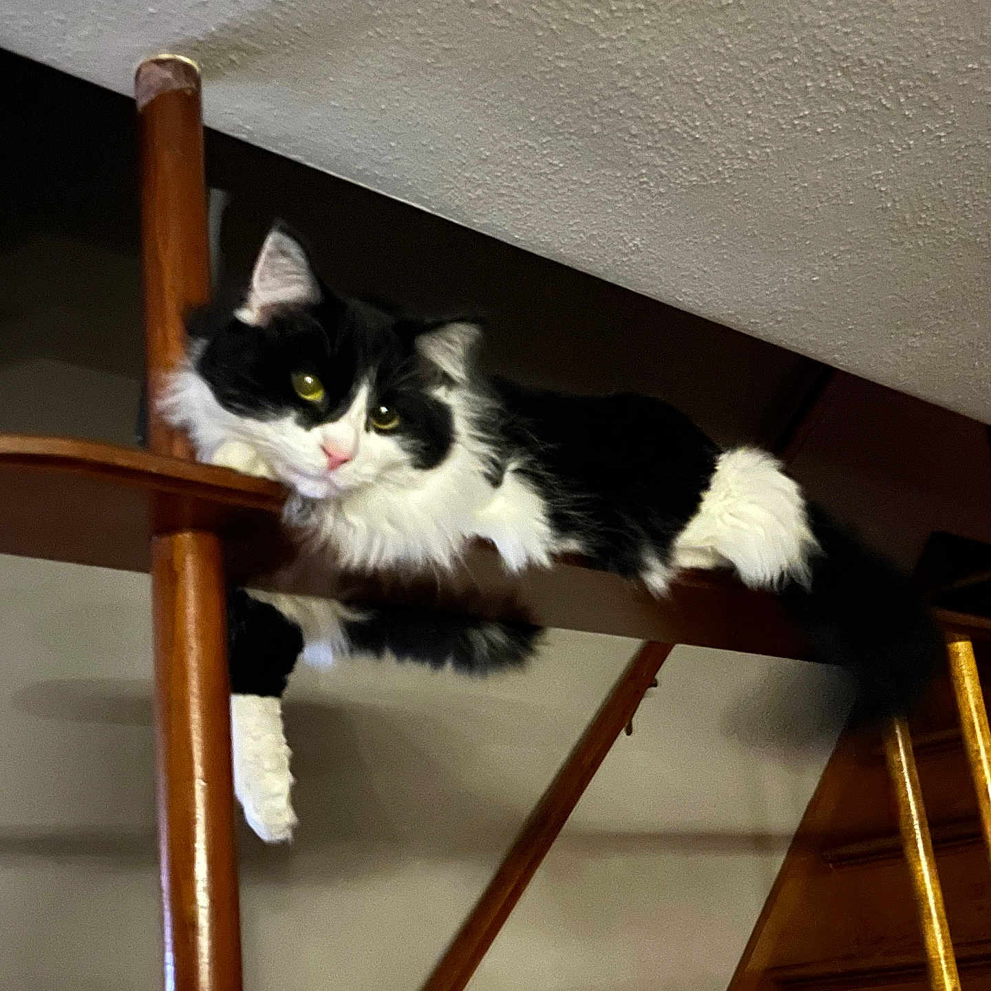 Storm is registered to the contest to win money with this photo: abyssinian, animal, architecture, building, cat, furniture, handrail, hardwood, house, housing, indoors, interiordesign, kitten, manx, pet, plywood, railing, shelf, staircase, wood