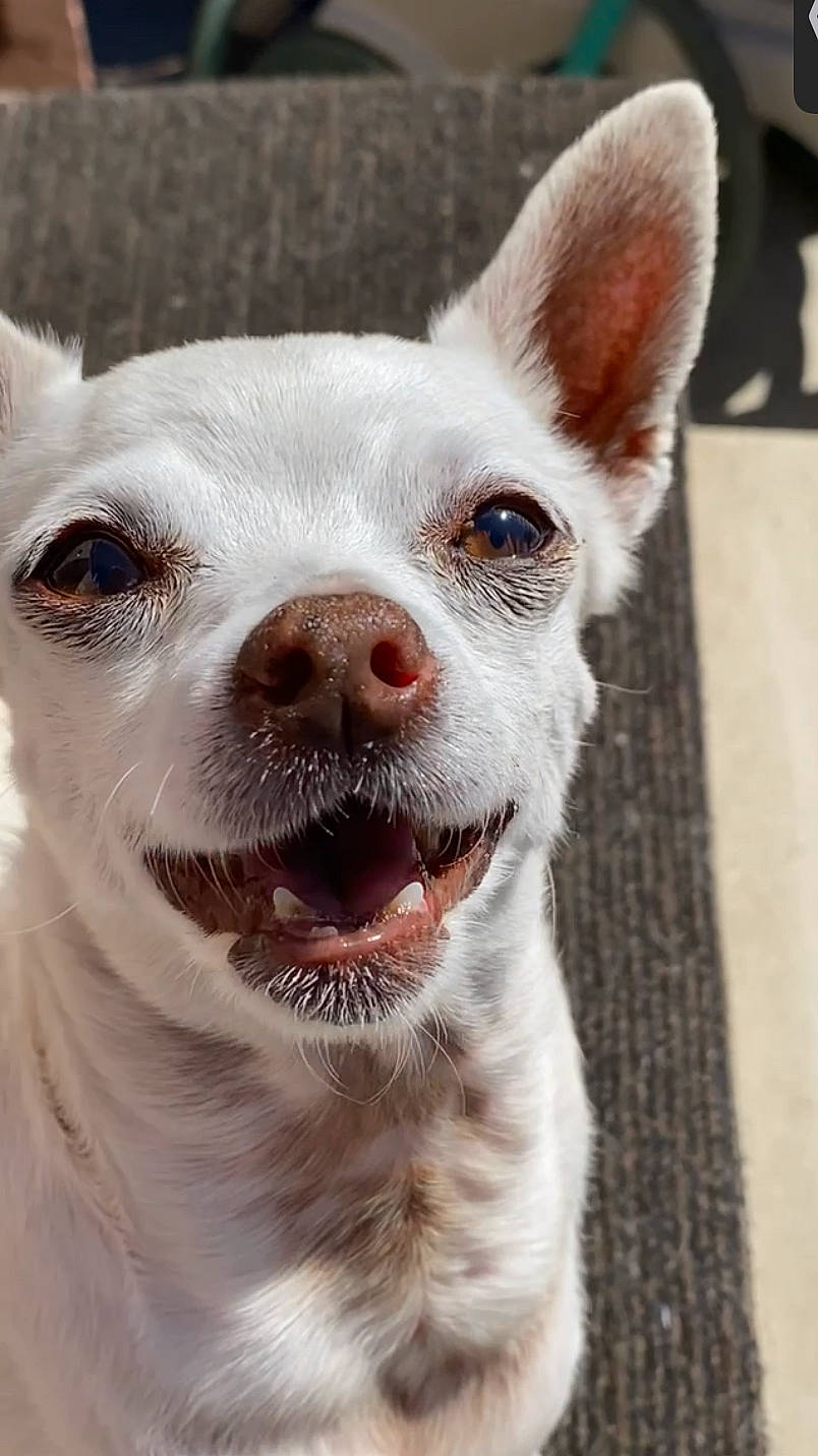 Chickies joined the competition — help win amazing prizes! canidae, carnivore, companion_dog, dog, dog_breed, ear, fawn, fur, non_sporting_group, snout, sporting_group, terrestrial_animal, whiskers, working_animal