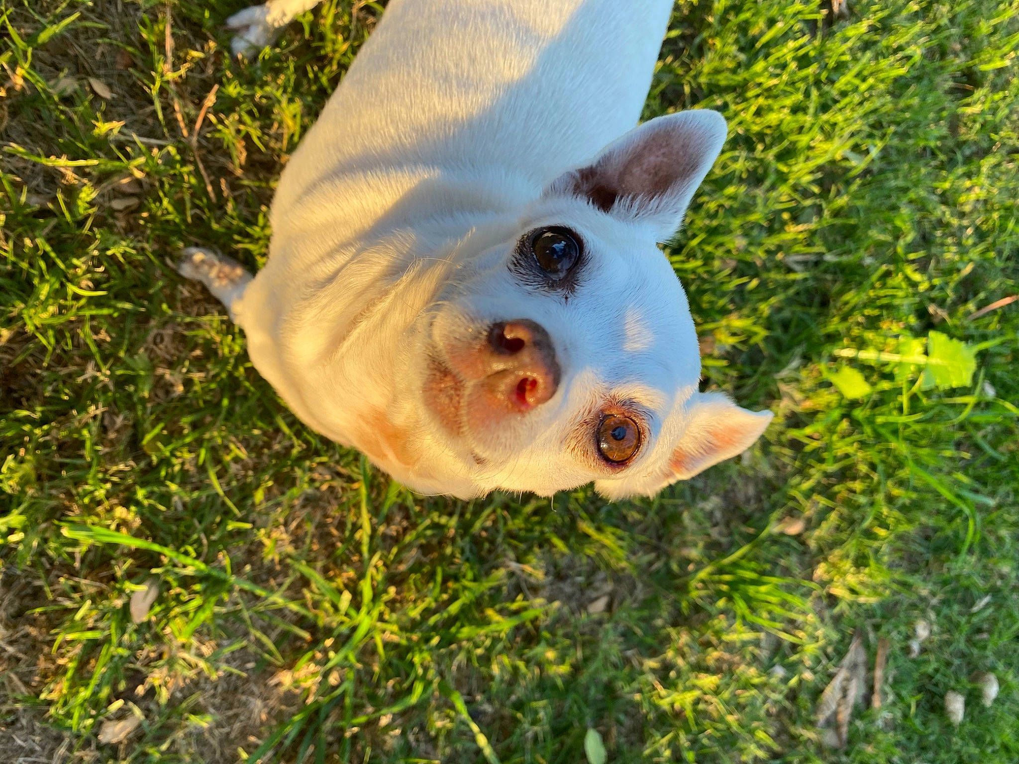 Chickies is registered to the contest to win money with this photo: art, canidae, carnivore, dog, dog_breed, domestic_pig, fawn, fish, grass, non_sporting_group, plant, snout, sporting_group, suidae, tail, terrestrial_animal, trunk, wildlife, wood, working_animal