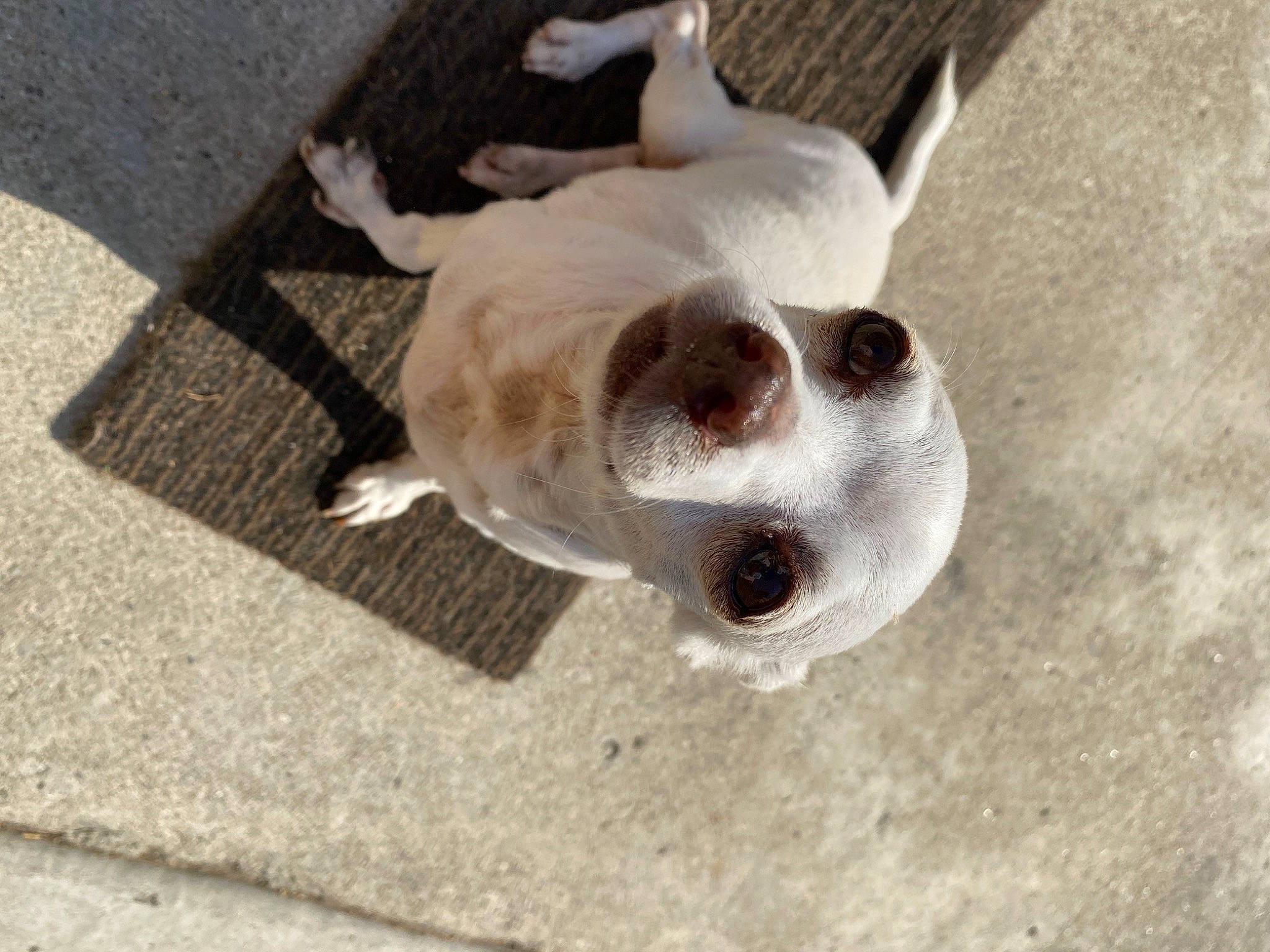 Chickies joined the competition — help win amazing prizes! canidae, carnivore, chihuahua, collar, companion_dog, concrete, dog, dog_breed, fawn, flooring, fur, paw, road_surface, snout, sporting_group, street_dog, tail, toy_dog, whiskers, working_animal