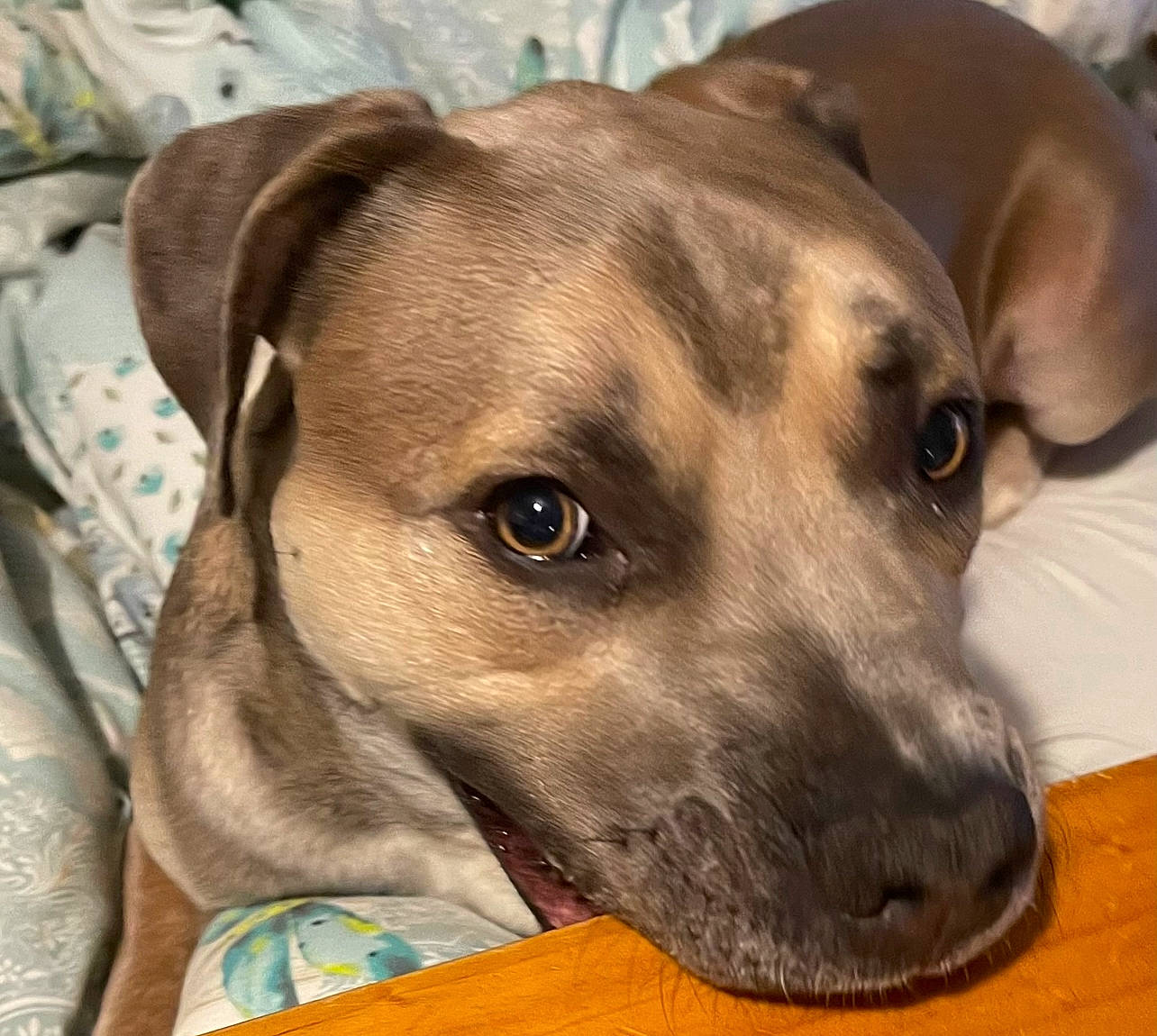 Kenneth joined the competition — help win amazing prizes! canidae, carnivore, collar, companion_dog, dog, dog_breed, dog_collar, dog_supply, fawn, fur, guard_dog, liver, non_sporting_group, pet_supply, sporting_group, terrestrial_animal, whiskers, working_animal