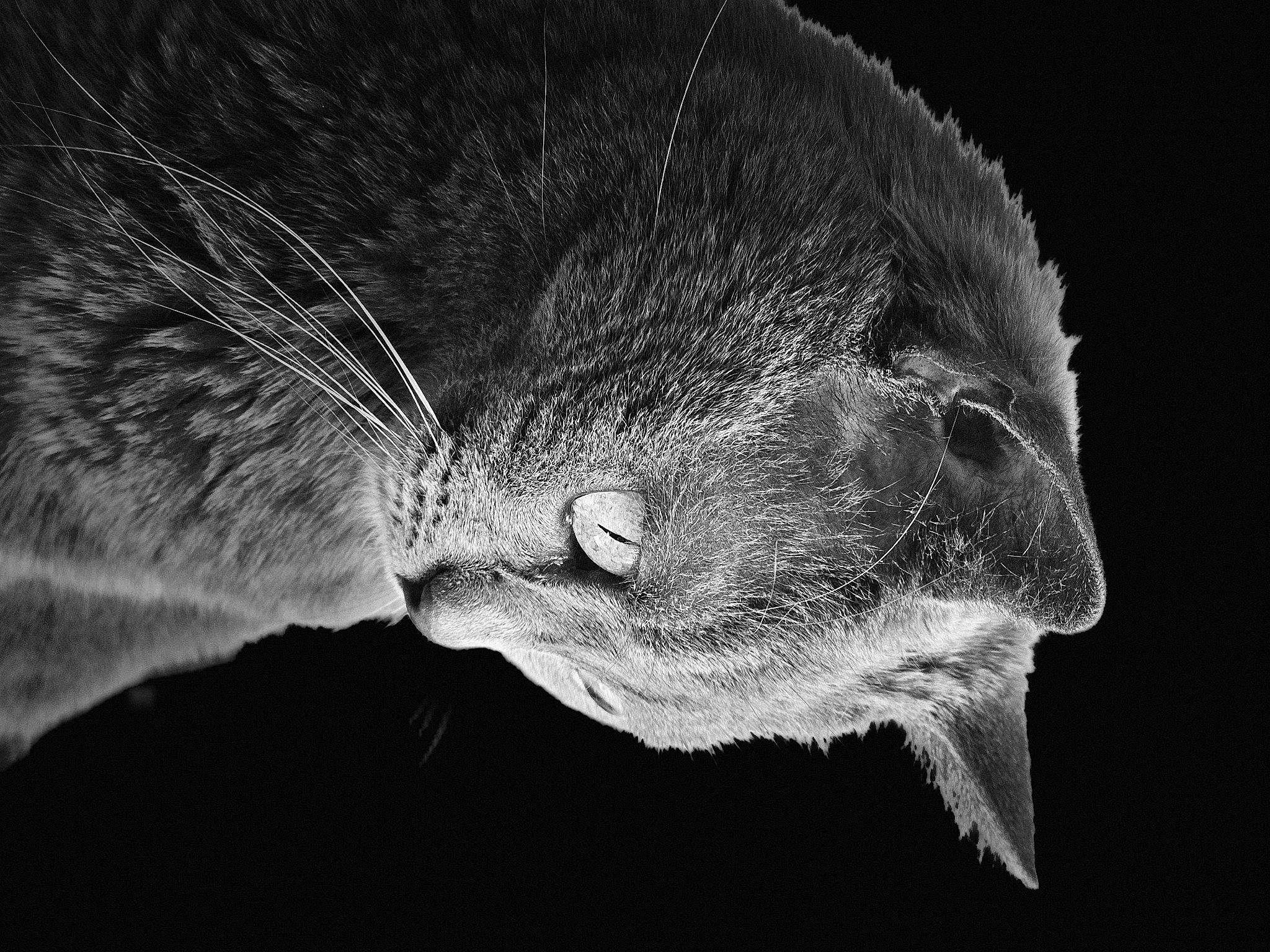 Zouille participe au concours pour gagner de l'argent avec cette photo : carnivore, cat, close_up, domestic_short_haired_cat, ear, eye, felidae, fur, grey, human_body, jaw, monochrome, monochrome_photography, paw, plant, small_to_medium_sized_cats, snout, tail, tree, whiskers