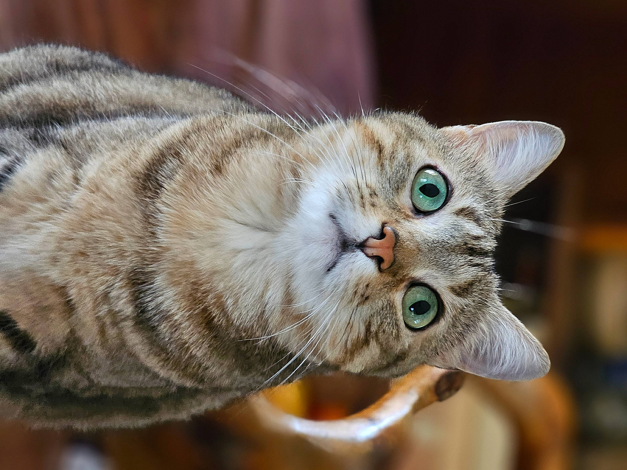 June a rejoint le concours — aidez-le/la à gagner de superbes lots ! carnivore, cat, cat_supply, claw, domestic_short_haired_cat, fawn, felidae, fur, paw, small_to_medium_sized_cats, snout, tail, terrestrial_animal, whiskers, wildlife