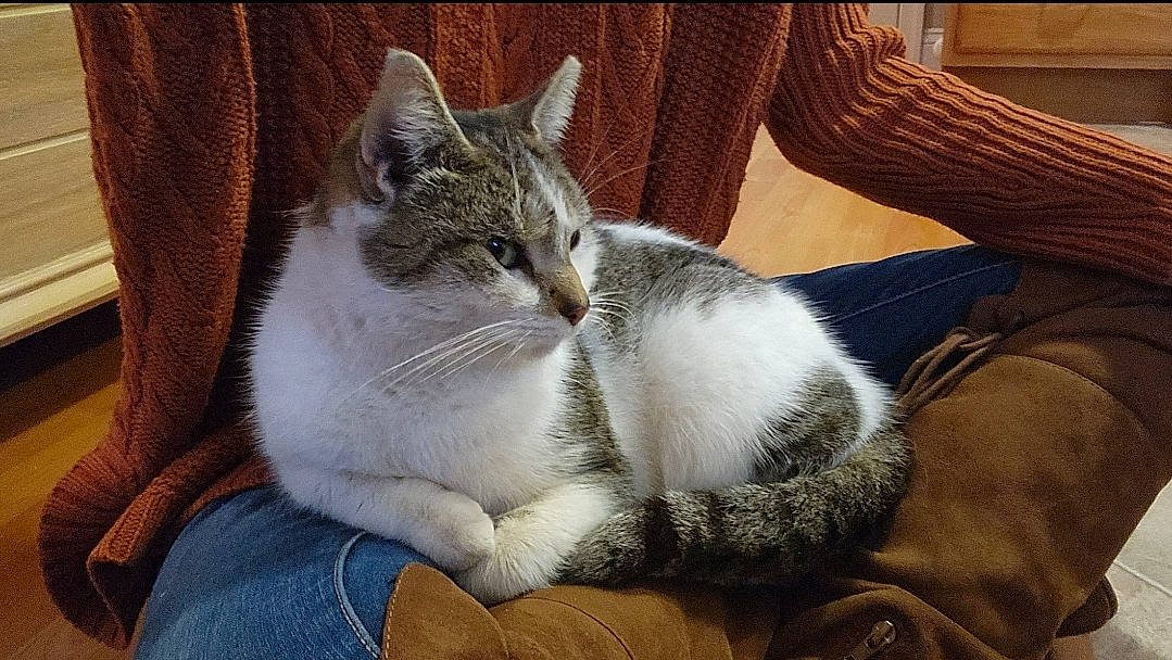 Amber is registered to the contest to win money with this photo: bored, carnivore, cat, claw, comfort, couch, domestic_short_haired_cat, felidae, fur, grey, lap, nap, paw, sitting, sleep, small_to_medium_sized_cats, snout, tail, vertebrate, whiskers