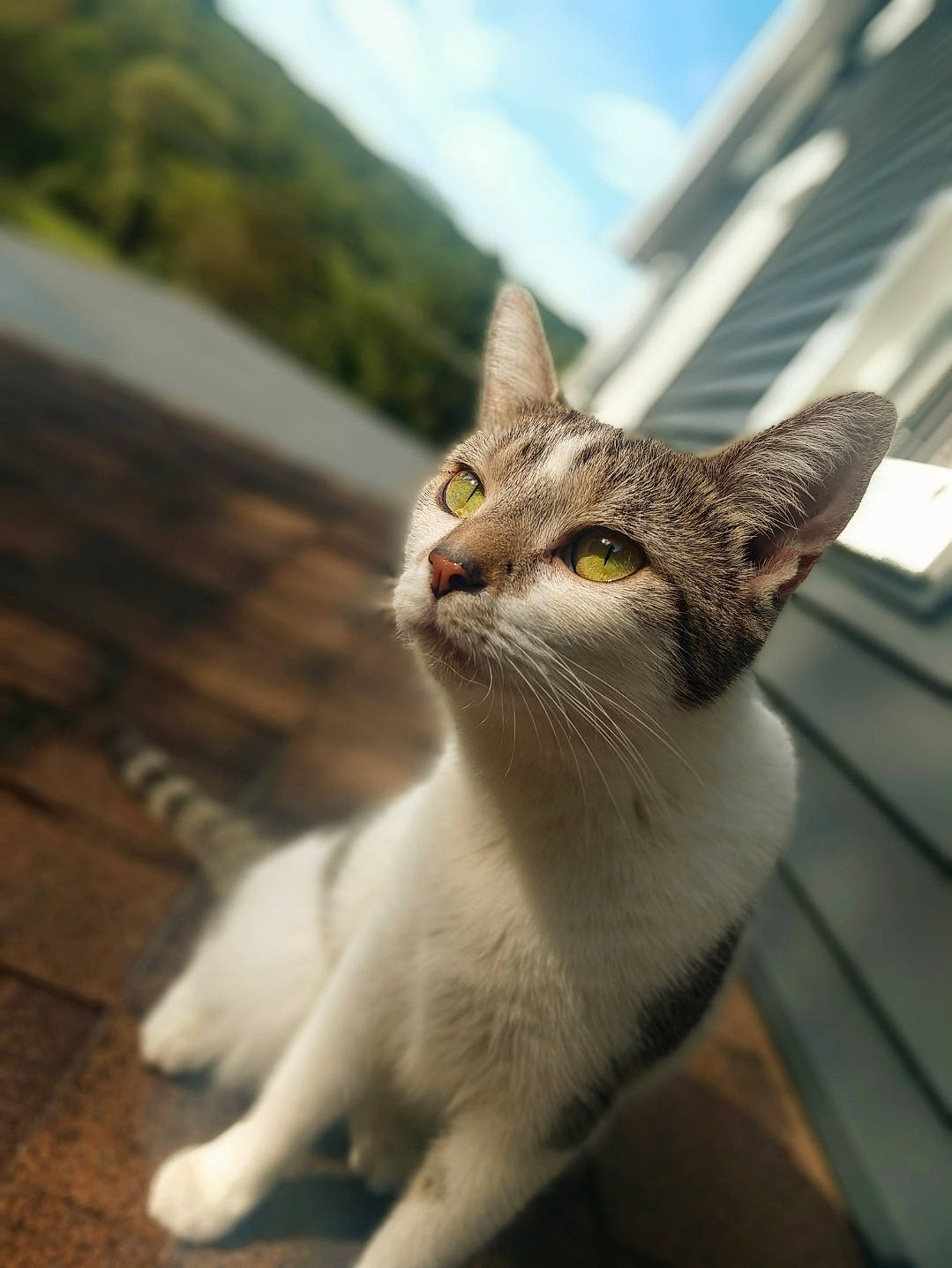 Amber joined the competition — help win amazing prizes! building, carnivore, cat, cloud, collar, domestic_short_haired_cat, fawn, felidae, fur, grass, plant, sky, small_to_medium_sized_cats, snout, tail, terrestrial_animal, tree, whiskers, wildlife, wood