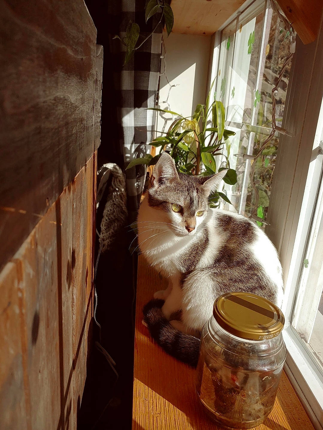 Amber joined the competition — help win amazing prizes! carnivore, cat, cat_supply, curtain, domestic_short_haired_cat, felidae, floor, flooring, flowerpot, fur, hardwood, house, houseplant, plant, room, small_to_medium_sized_cats, tail, whiskers, window, wood