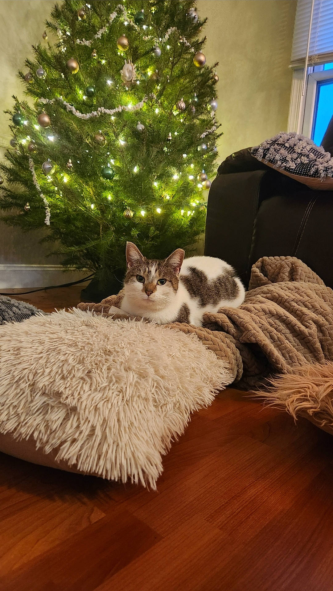 Amber joined the competition — help win amazing prizes! carnivore, cat, christmas_decoration, christmas_ornament, christmas_tree, comfort, couch, fawn, felidae, flooring, hardwood, interior_design, living_room, plant, small_to_medium_sized_cats, tree, whiskers, white, window, wood