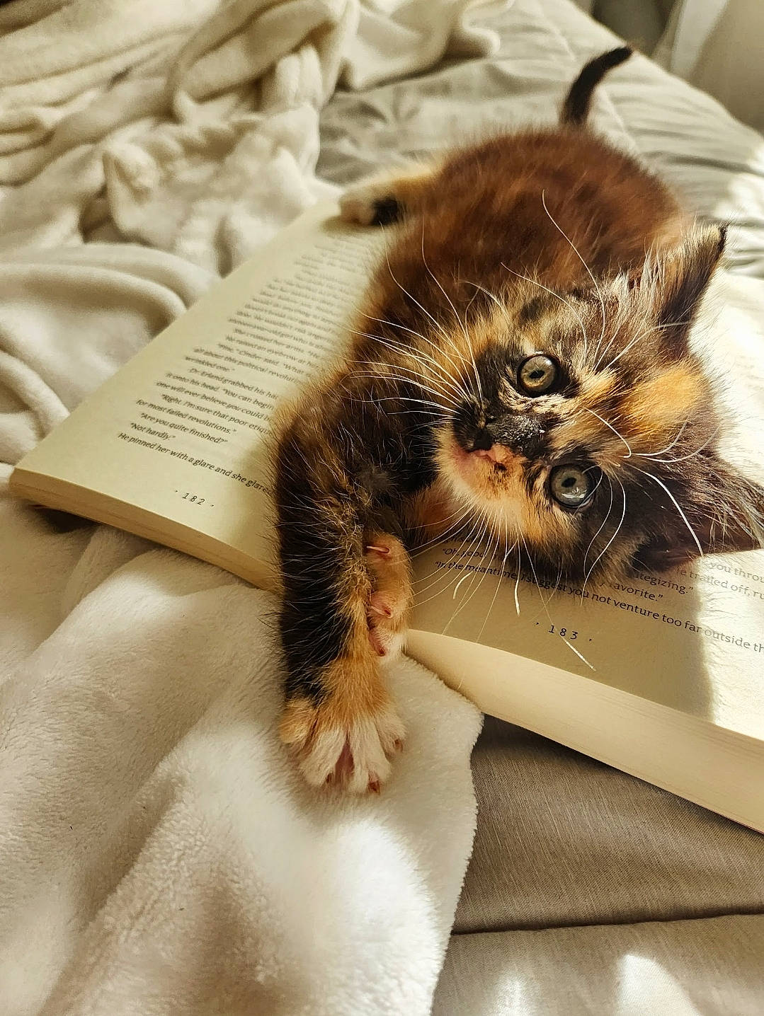 Pepper is registered to the contest to win money with this photo: cardboard, carnivore, cat, claw, comfort, domestic_short_haired_cat, eye, fawn, felidae, fur, linens, nap, paw, sleep, small_to_medium_sized_cats, snout, tail, terrestrial_animal, whiskers