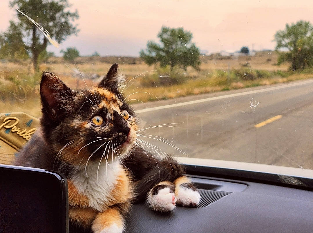 Pepper joined the competition — help win amazing prizes! asphalt, automotive_exterior, automotive_lighting, carnivore, cat, fawn, felidae, grass, motor_vehicle, plant, road, road_surface, sky, small_to_medium_sized_cats, tail, tree, whiskers, window, windscreen_wiper, windshield