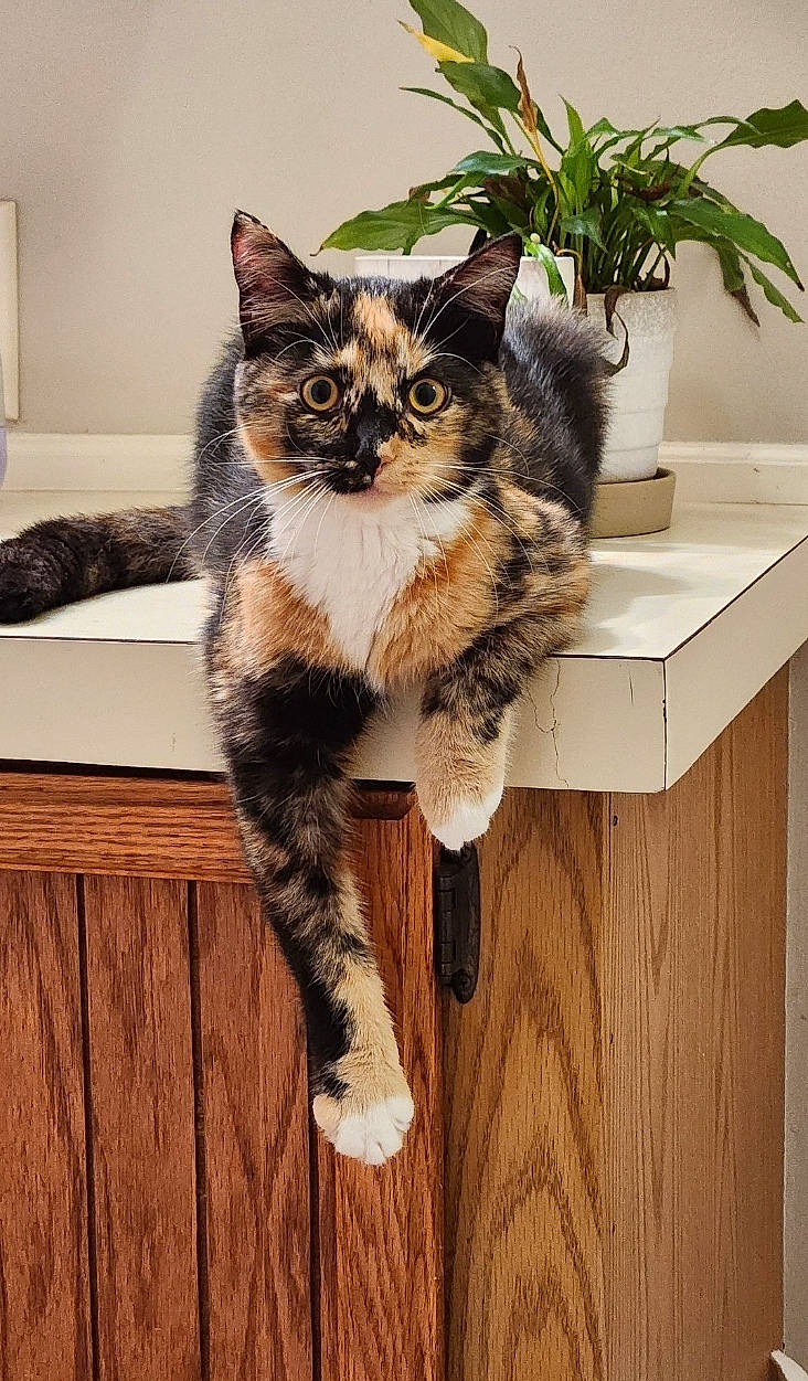 Pepper joined the competition — help win amazing prizes! carnivore, cat, felidae, floor, flooring, flowerpot, fur, furniture, grey, hardwood, houseplant, plant, small_to_medium_sized_cats, snout, table, tail, tree, whiskers, window, wood