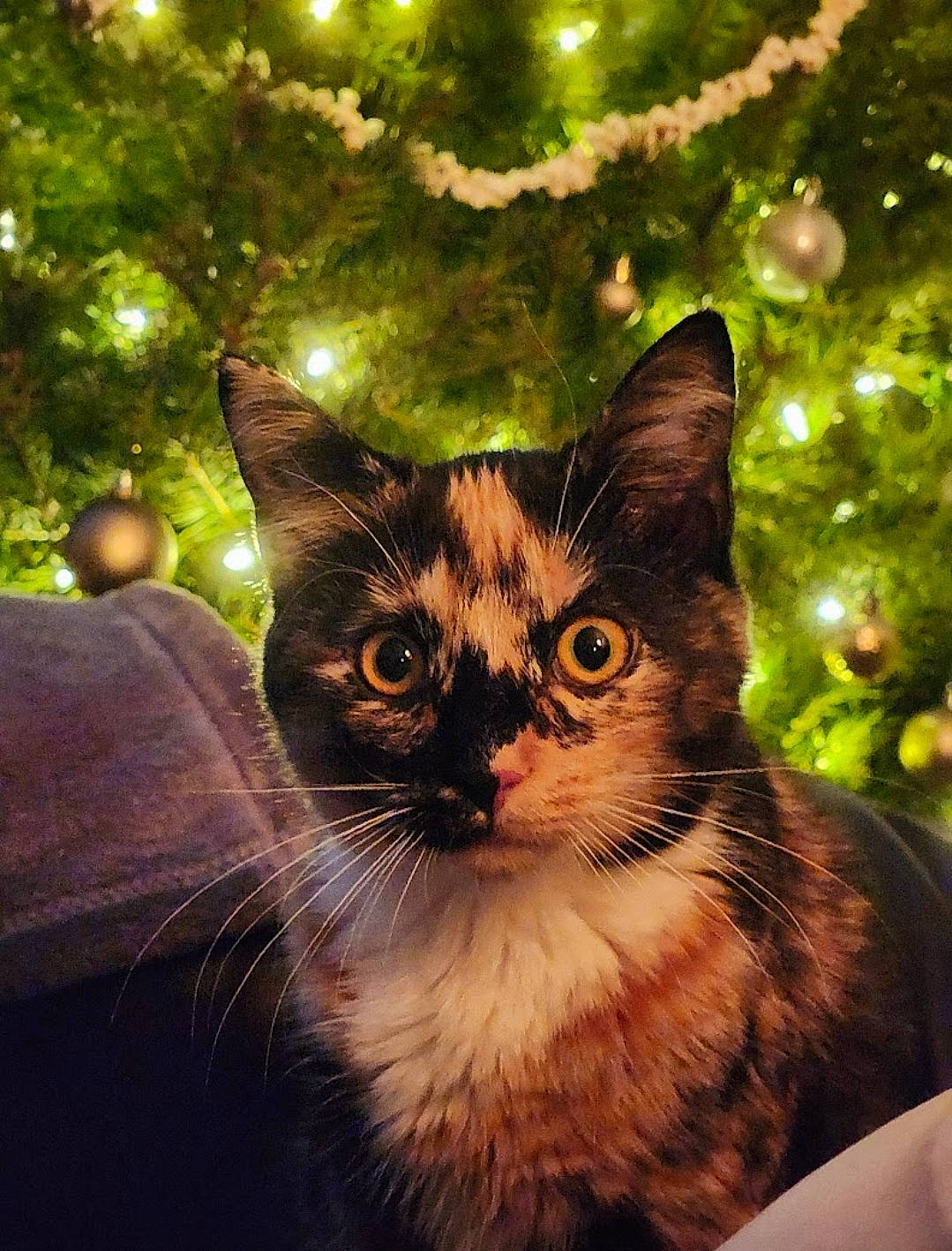Pepper joined the competition — help win amazing prizes! art, carnivore, cat, christmas_ornament, christmas_tree, event, fawn, felidae, fur, grass, holiday, light, ornament, plant, small_to_medium_sized_cats, snout, tail, tree, whiskers, window
